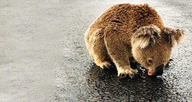 Avustralya’daki yangınlar sonrası yağmur yağdı, koalalar asfalttan su içti