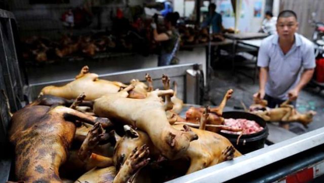 Koronavirüse sebep olan Çin yeni salgınlara davetiye çıkarıyor! Köpek eti festivali başladı