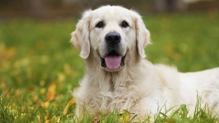 Hindistan’da bir bölgede köpek eti satışı yasaklandı