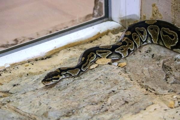 Antalya’da tefeciler, senet imzalamayanların üzerine 2 metrelik piton bırakmışlar