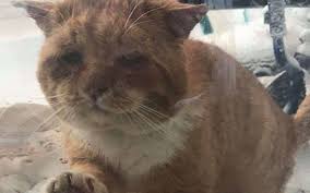 Kanada’da soğuktan donmak üzere olan kedi, camı tırmalayarak yardım istedi