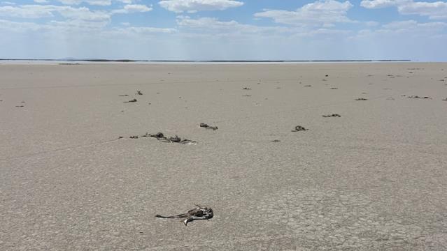 Flamingo ölümleriyle ilgili Bakan Pakdemirli’den ilk açıklama geldi