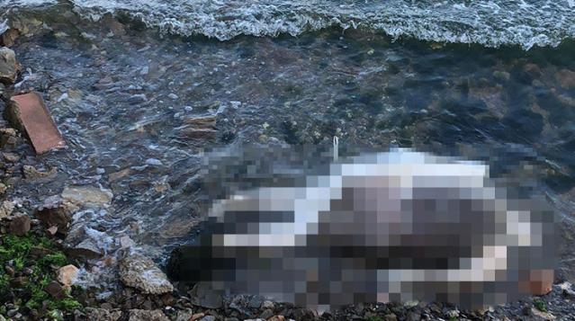 Sahilde el ve ayakları bağlı, işkence görmüş erkek cesedi bulundu