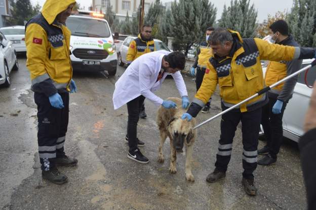 Adıyaman’da ölen bir kedide kuduz hastalığı tespit edilmesi üzeirne iki mahalle karantinaya alındı